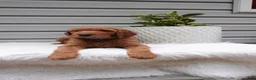 Goldendoodle dogs for sale: Darrington - Ad 5