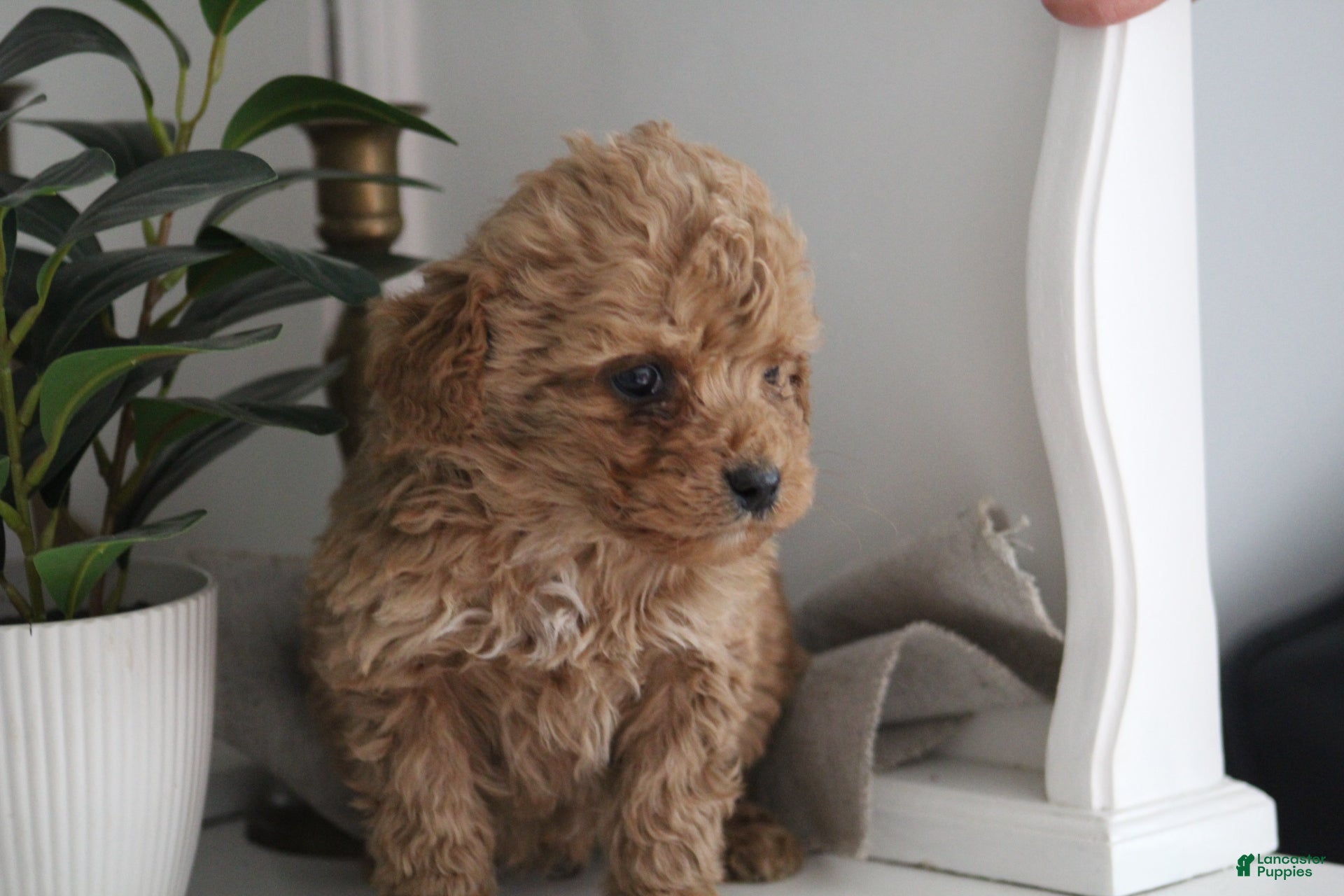 Cockapoo dogs Lio - Ad 34