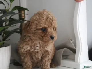 Cockapoo dogs Lio - Ad 34