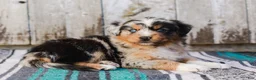 Australian Shepherd dogs for sale: Kayden - Ad 6