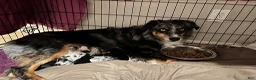 Mixed Breed dogs for sale: Purple - Ad 4