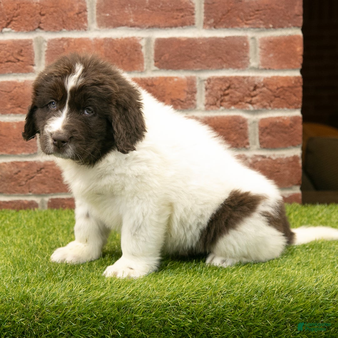 Newfoundland dogs for sale: Miles - Ad 4