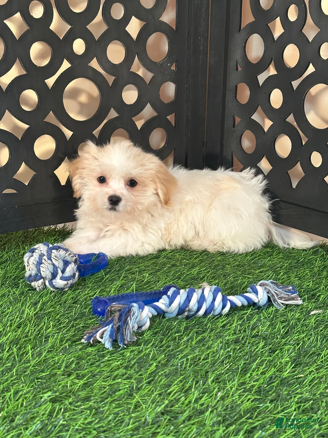 Havanese dogs for sale: Bronson Handsome Male Havanese Puppy - Ad 4