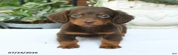 Miniature Dachshund dogs for sale: Darius - Ad 2