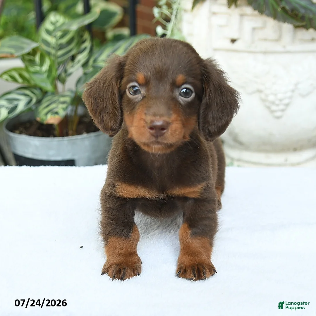 Miniature Dachshund dogs for sale: Darius - Ad 2