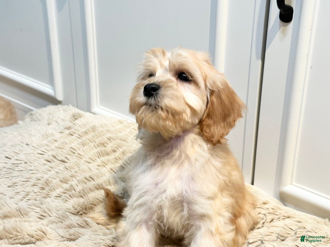 Cockapoo dogs for sale: Cindy - Ad 1
