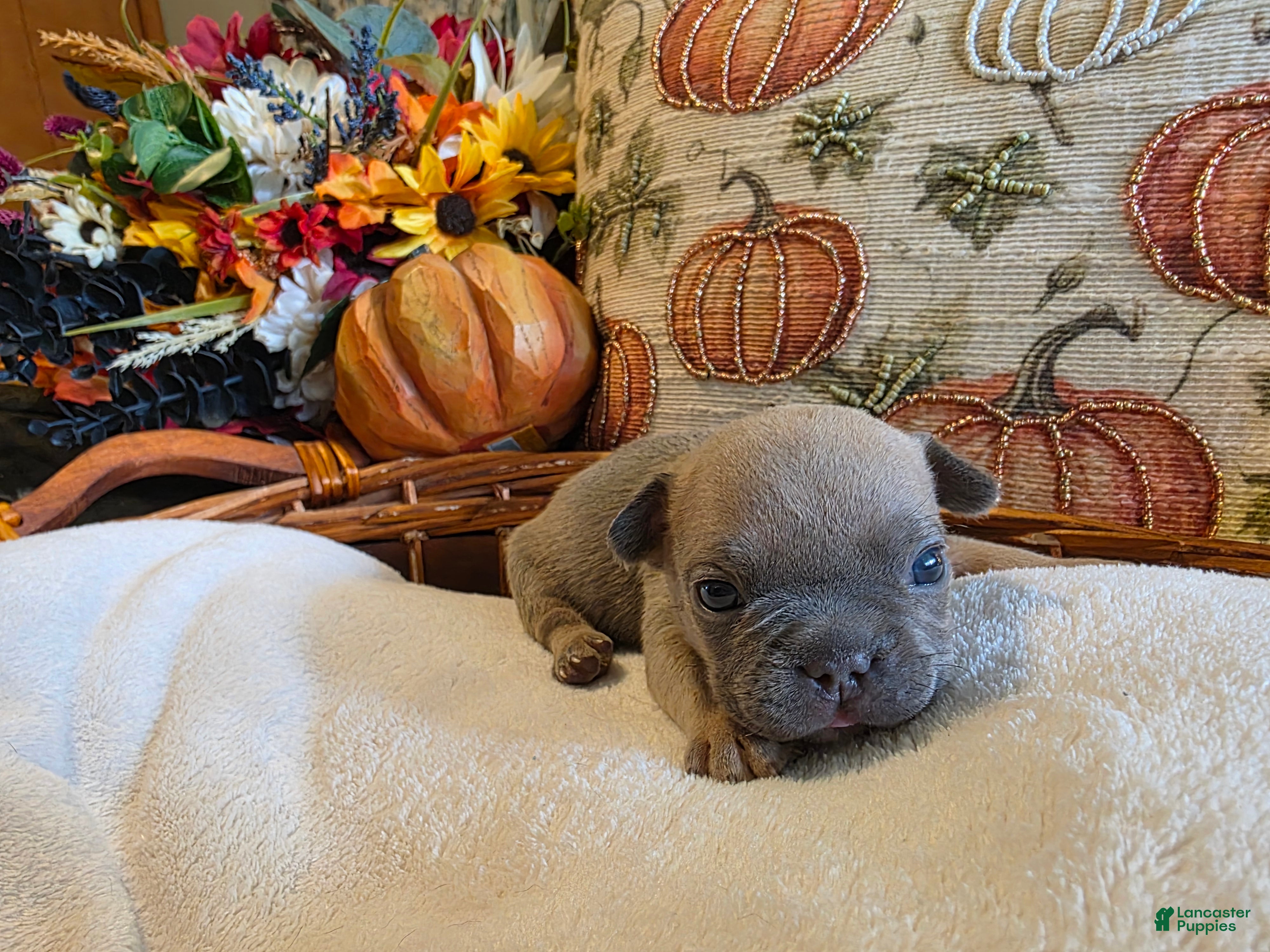 French Bulldog dogs Walter  - Ad 28