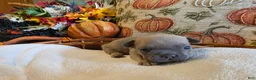 French Bulldog dogs for sale: Walter  - Ad 1