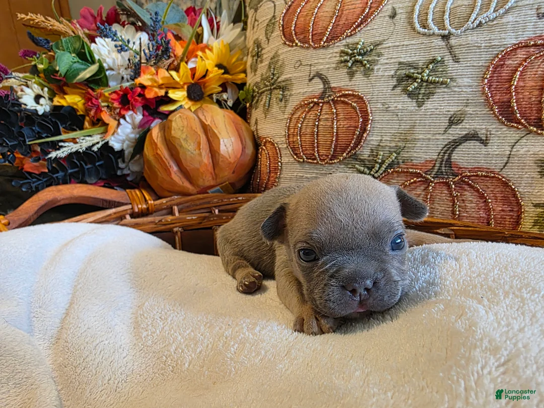 French Bulldog dogs for sale: Walter  - Ad 1