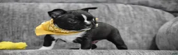 Boston Terrier dogs for sale: Joker - Ad 4