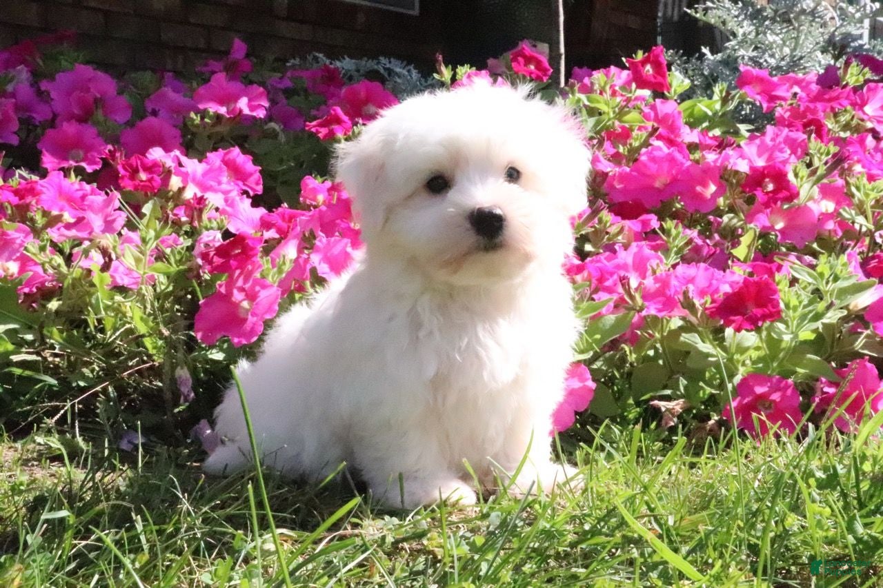 Maltese dogs Ginger - Ad 1