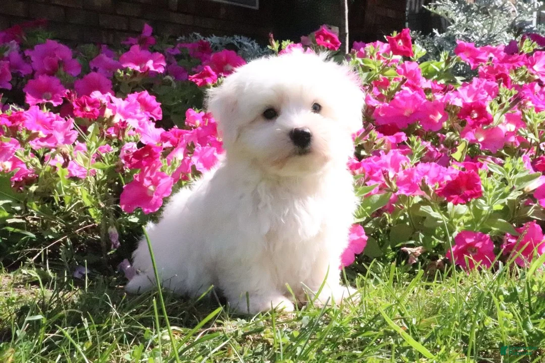 Maltese dogs for sale: Ginger - Ad 1