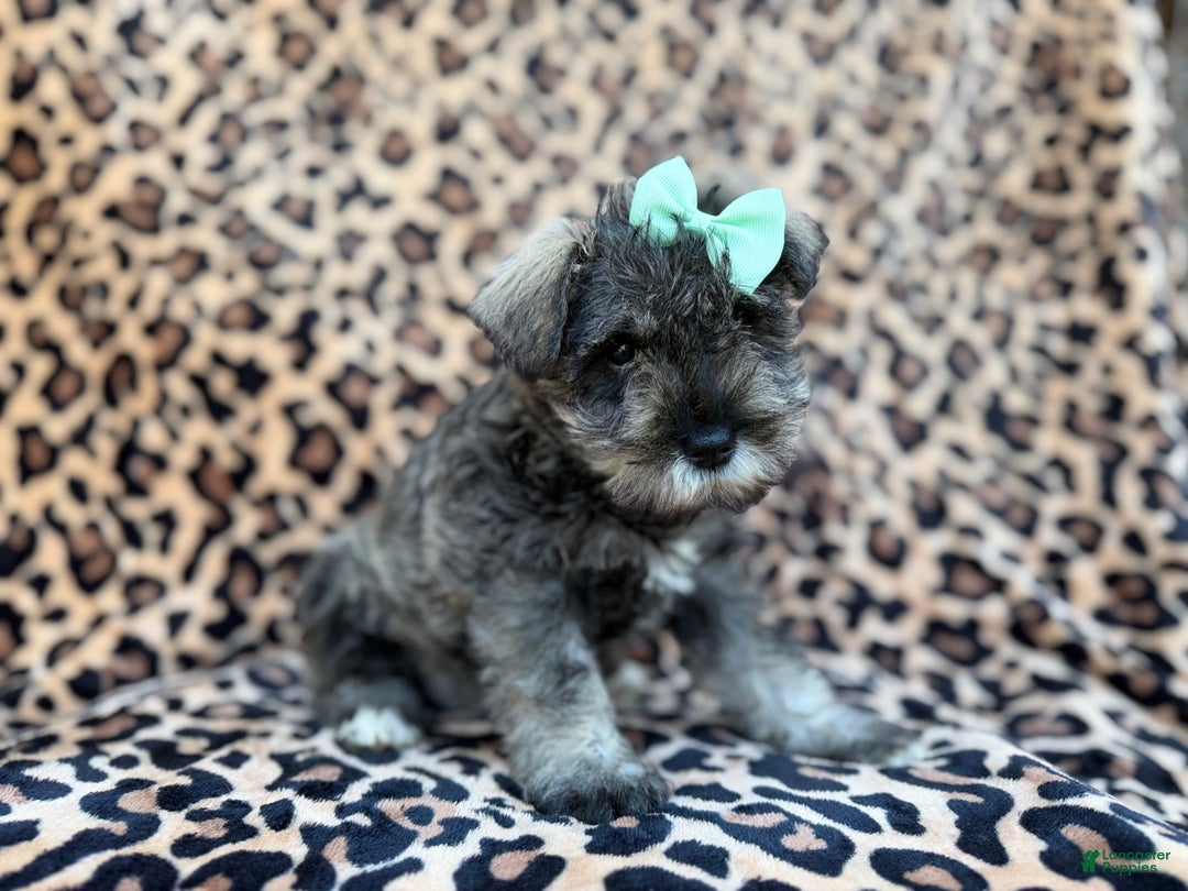 Miniature Schnauzer dogs for sale: Pickles - Ad 4