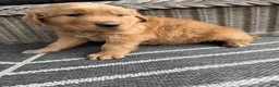 Golden Retriever dogs for sale: Bones - Ad 6