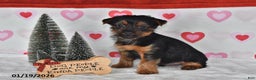 Yorkshire Terrier dogs for sale: Asher - Ad 2