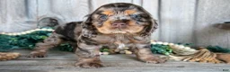 Cocker Spaniel dogs for sale: Annie - Ad 1