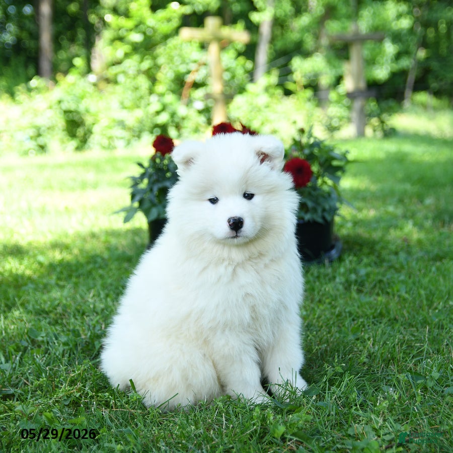 Samoyed dogs Ivory - Ad 1