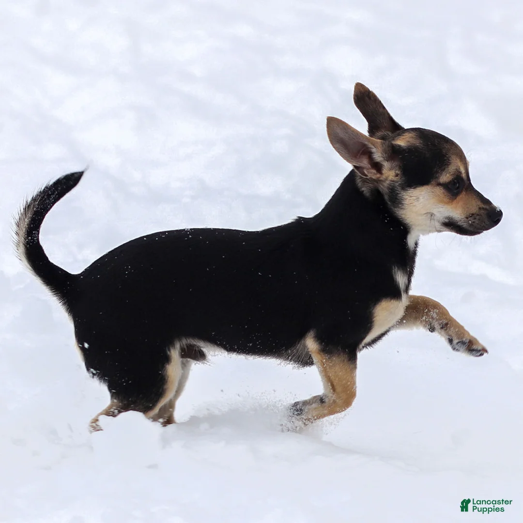 Chihuahua dogs for sale: Phoenix - Ad 4