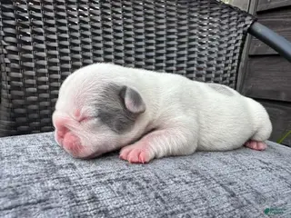 French Bulldog dogs French Bulldog 3 FEMALE - Ad 4