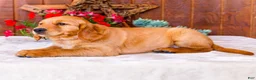 Golden Retriever dogs for sale: Rose - Ad 5