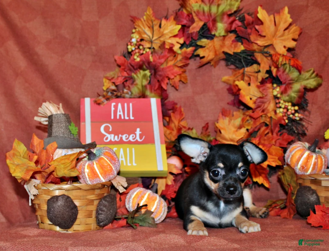 Chihuahua dogs for sale: Navy - Ad 1