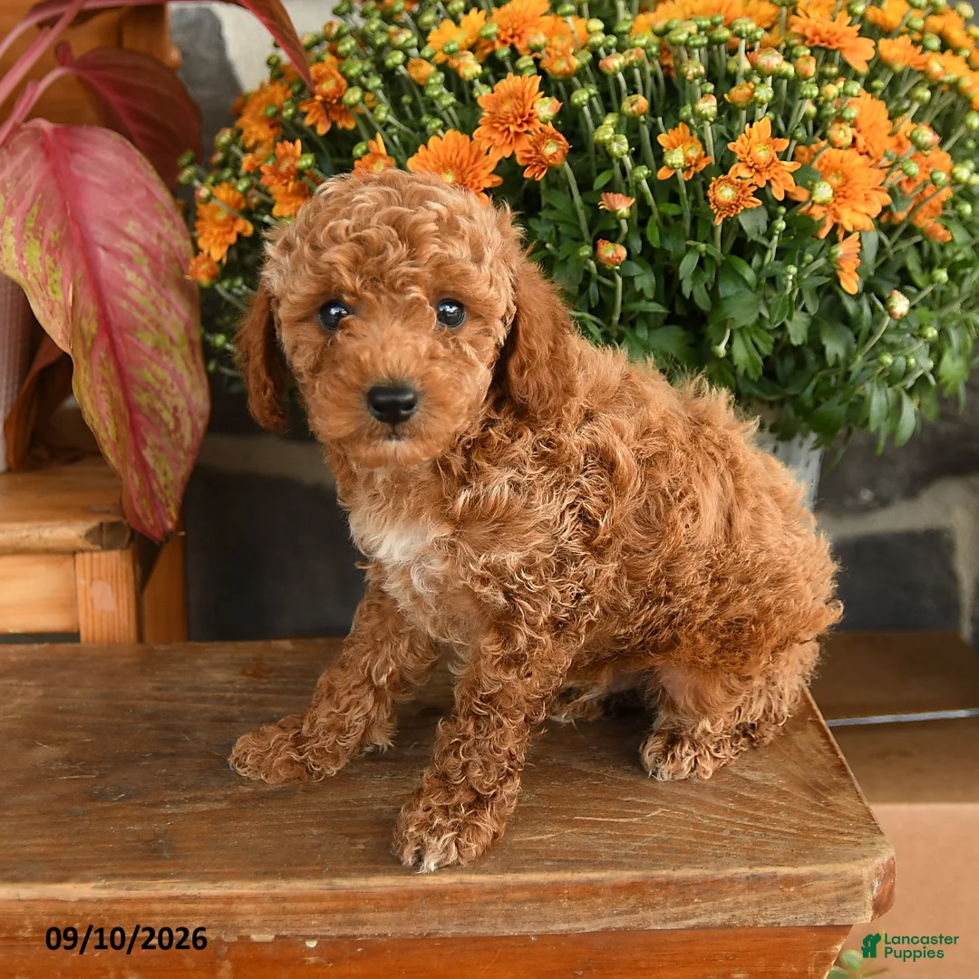 Miniature Poodle dogs for sale: Clark - Ad 3