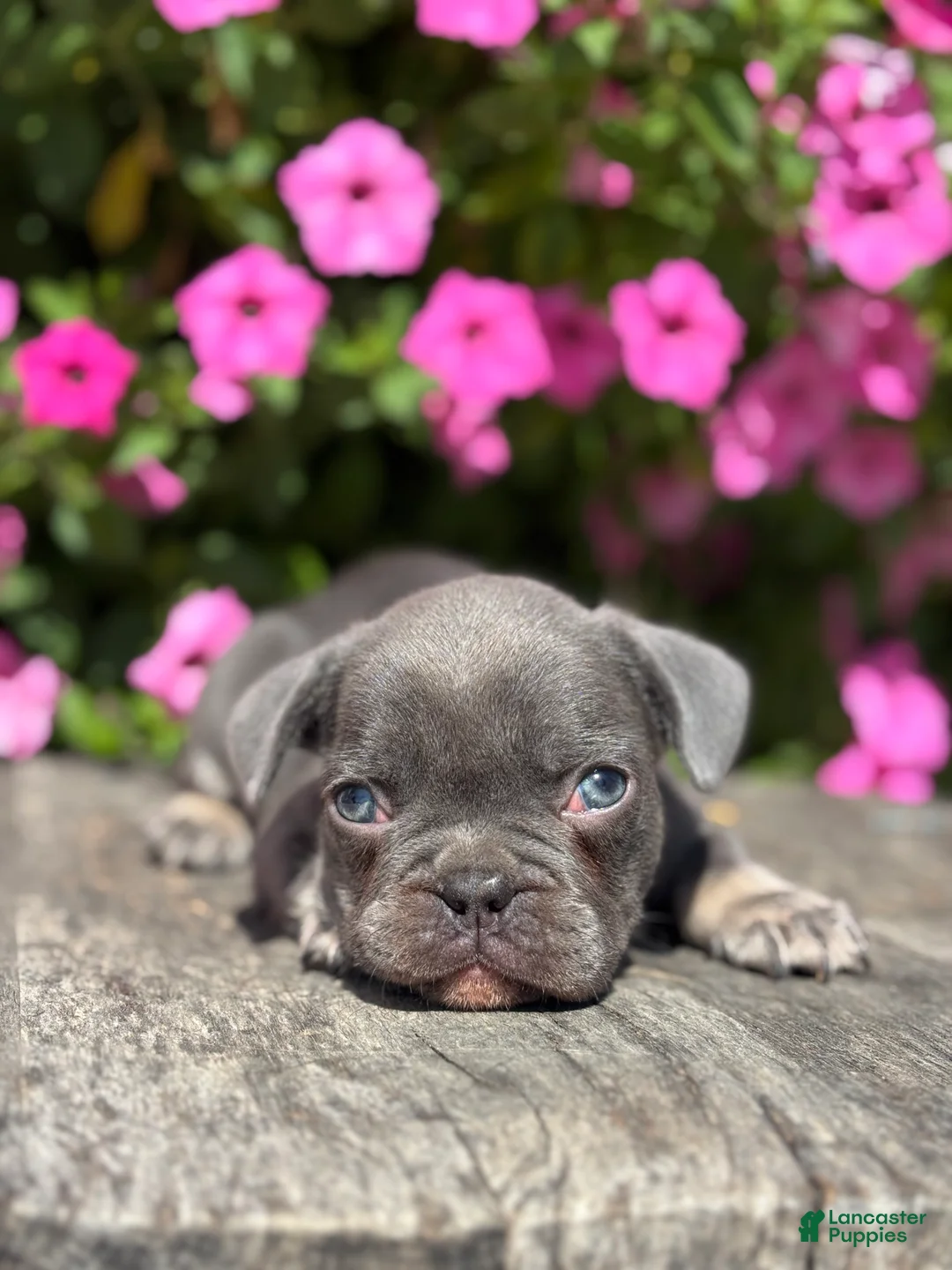 French Bulldog dogs for sale: Kayden - Ad 1