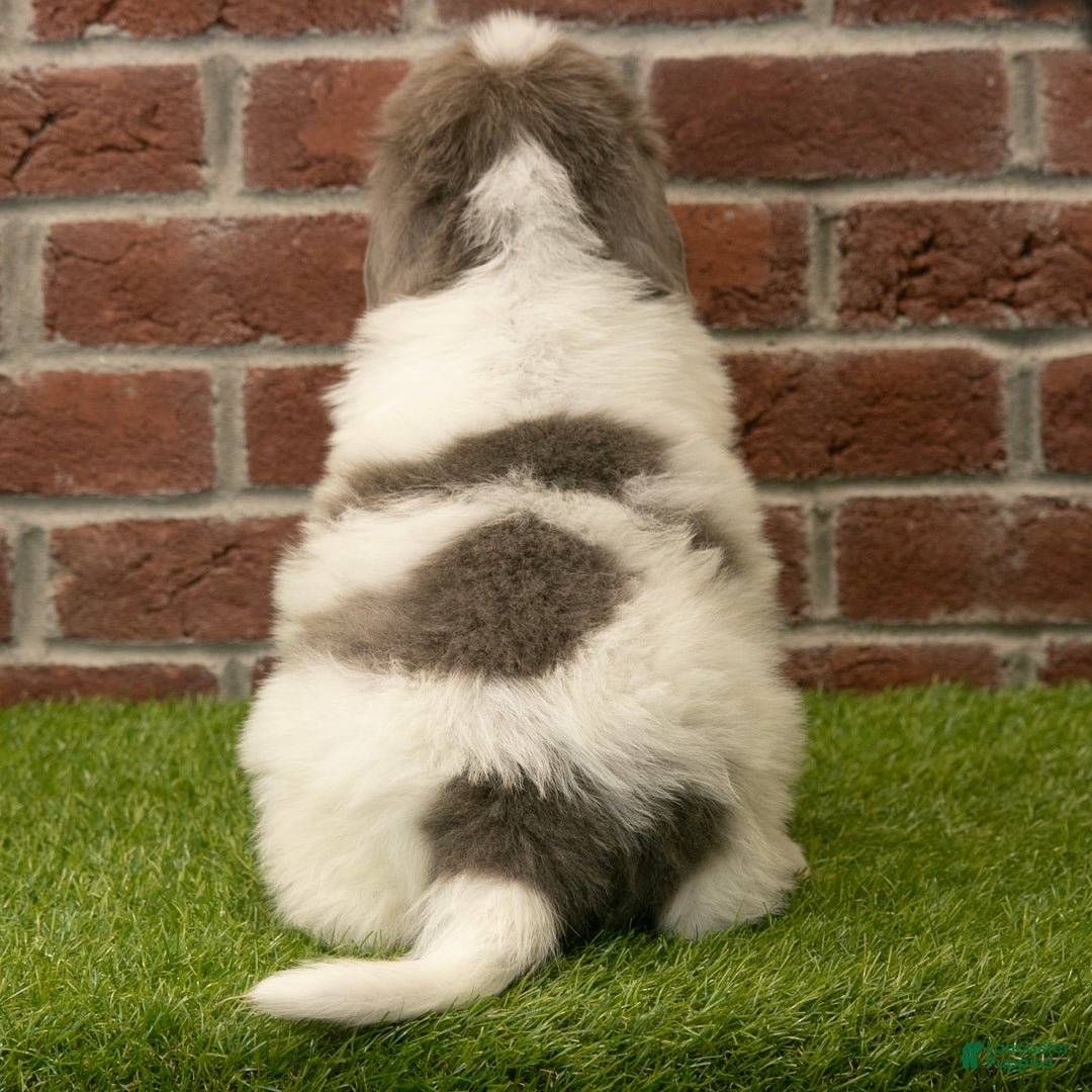 Newfoundland dogs for sale: Oakley - Ad 5