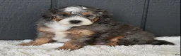 Mini Bernedoodle dogs for sale: Jester F1b - Ad 14