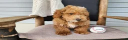 Mini Bernedoodle dogs for sale: Spencer - Ad 7