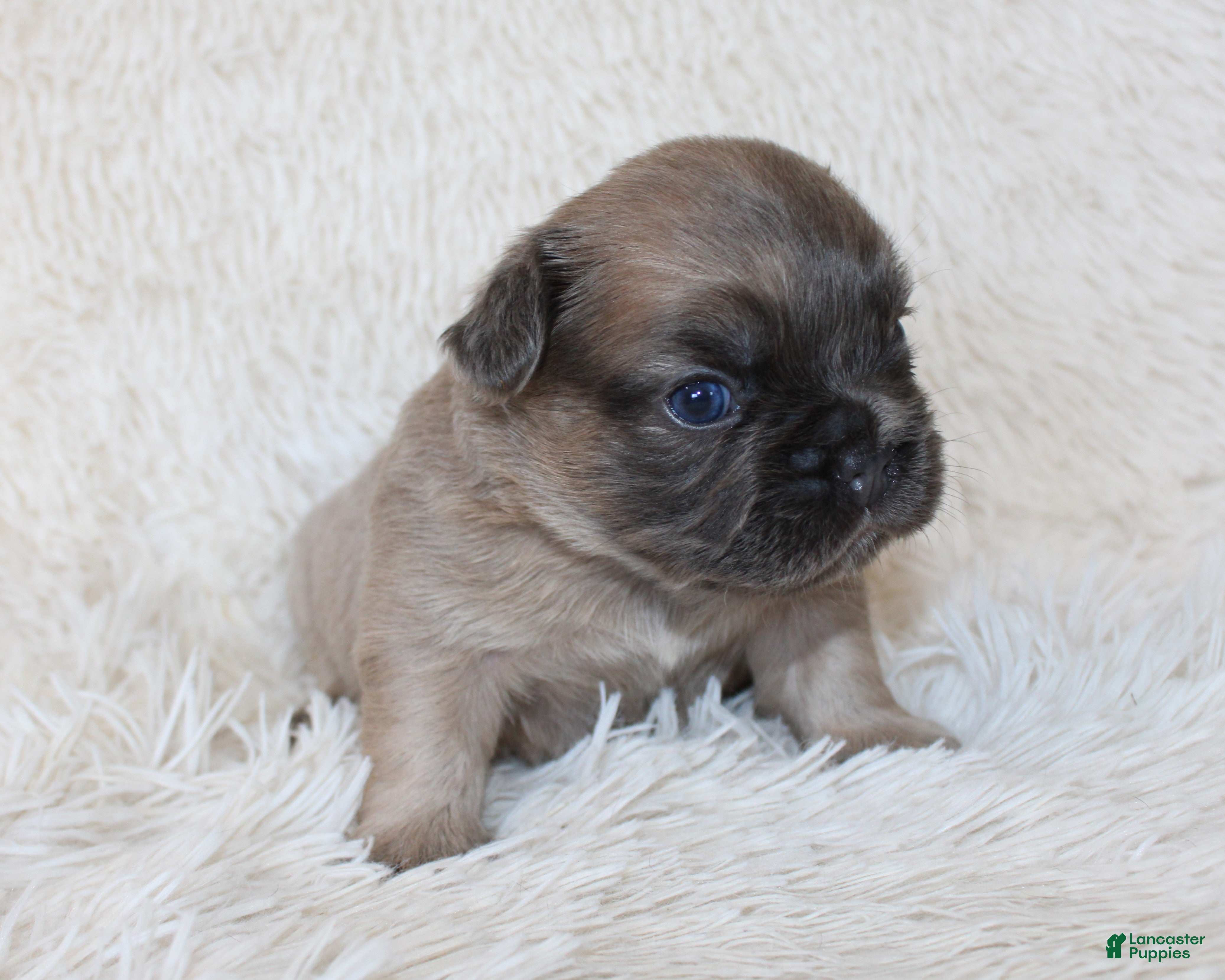 French Bulldog dogs Fluffy Louie - Ad 2