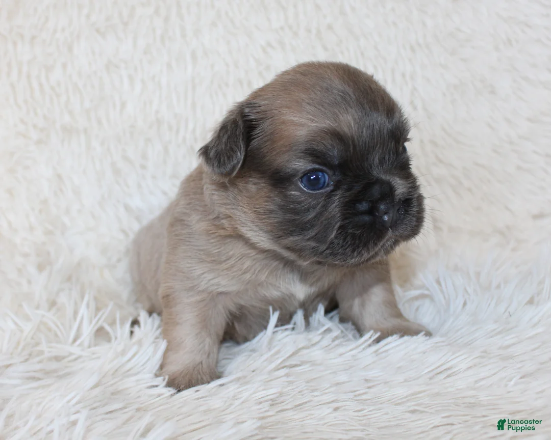 French Bulldog dogs for sale: Fluffy Louie - Ad 2