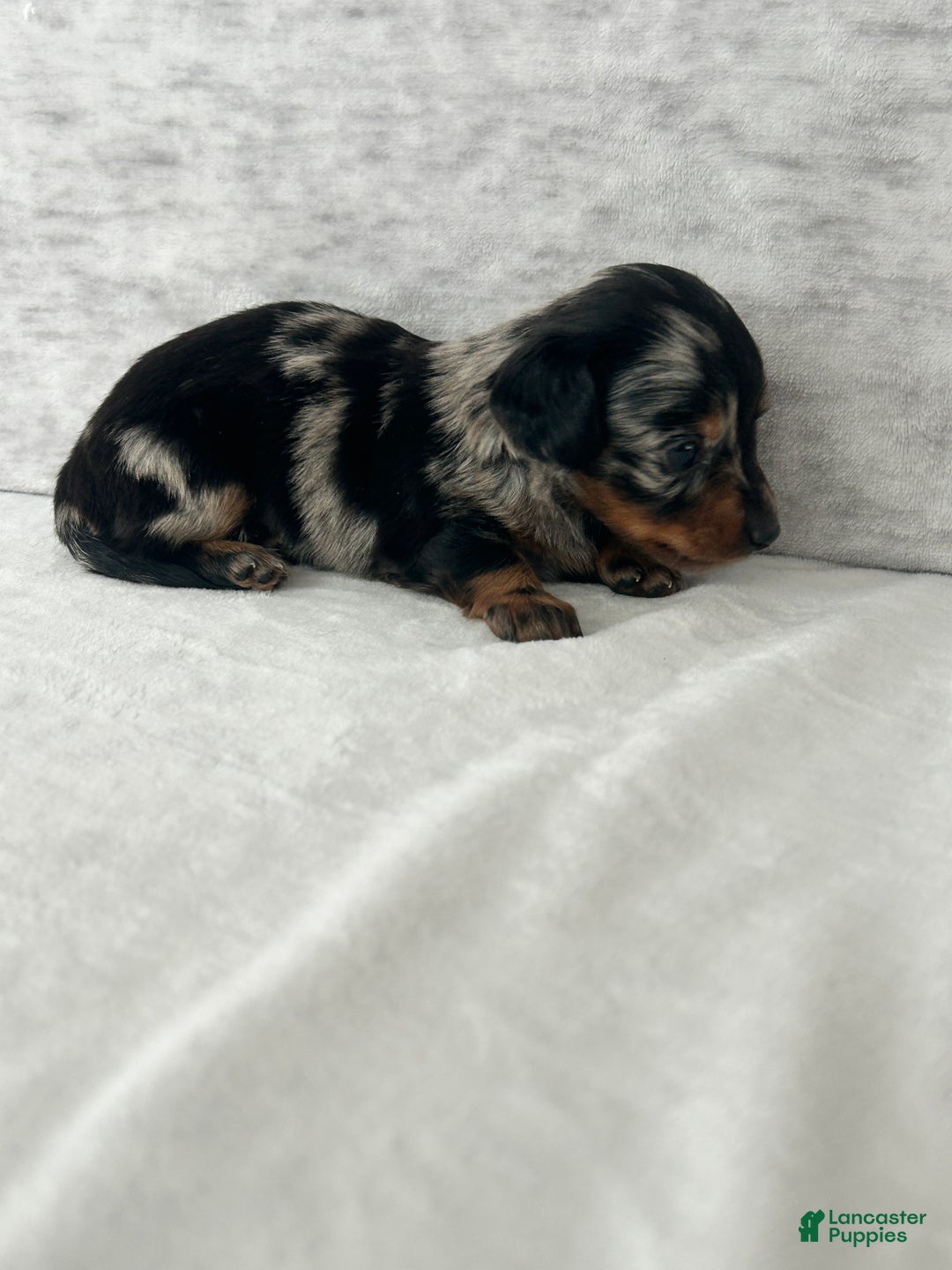 Miniature Dachshund dogs for sale: Wynston the Miniature Dachshund. - Ad 9