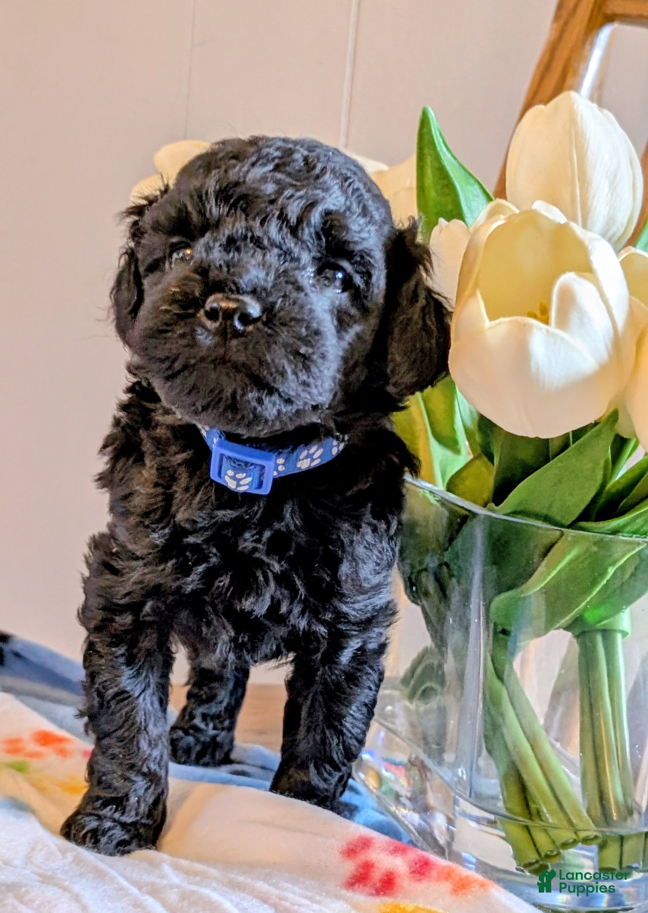 Cavapoo dogs Oreo - Ad 1
