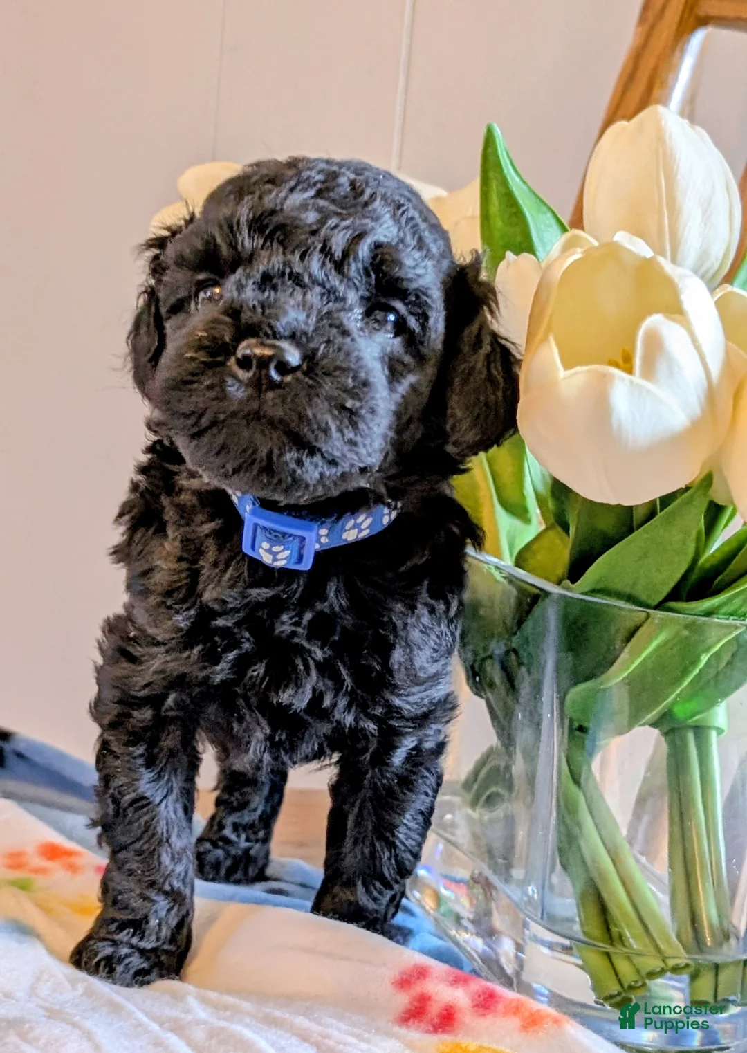 Cavapoo dogs for sale: Oreo - Ad 1
