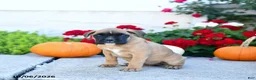 Boxer dogs for sale: Missy - Ad 3
