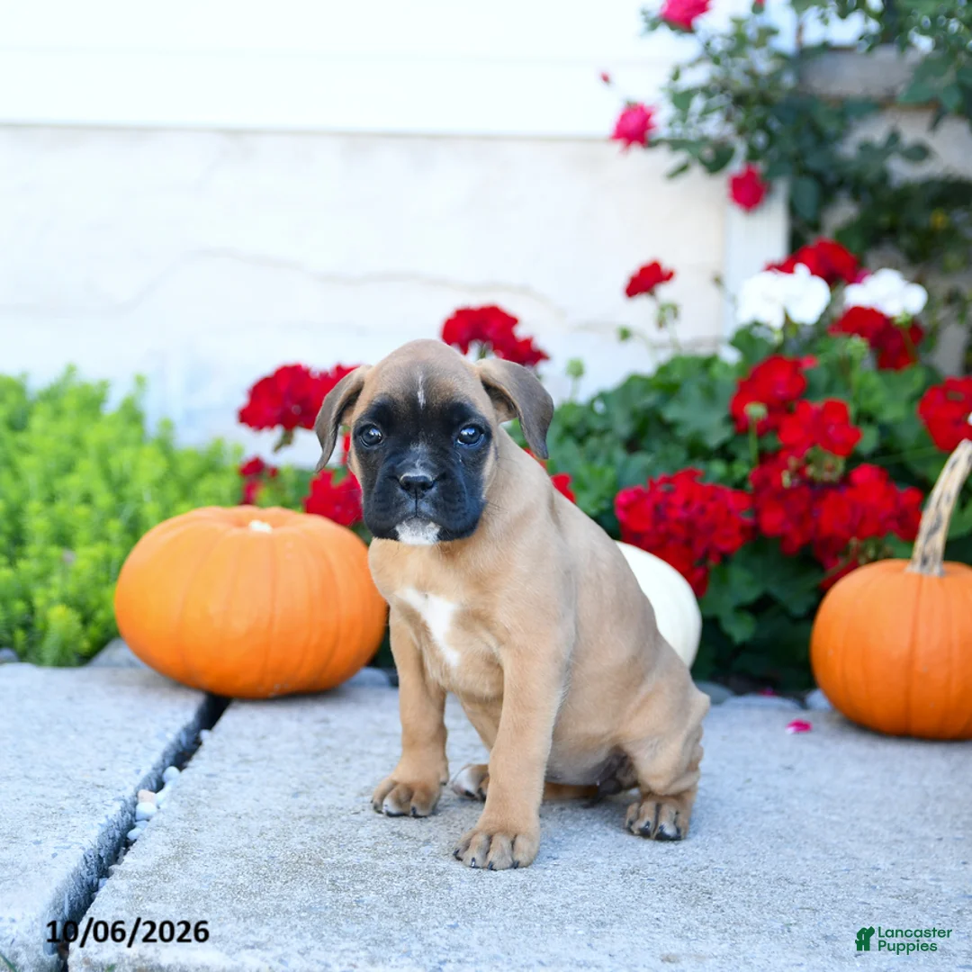 Boxer dogs for sale: Missy - Ad 3