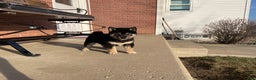 Shiba Inu dogs for sale: Bear Shiba Inu Puppy 3 - Ad 1