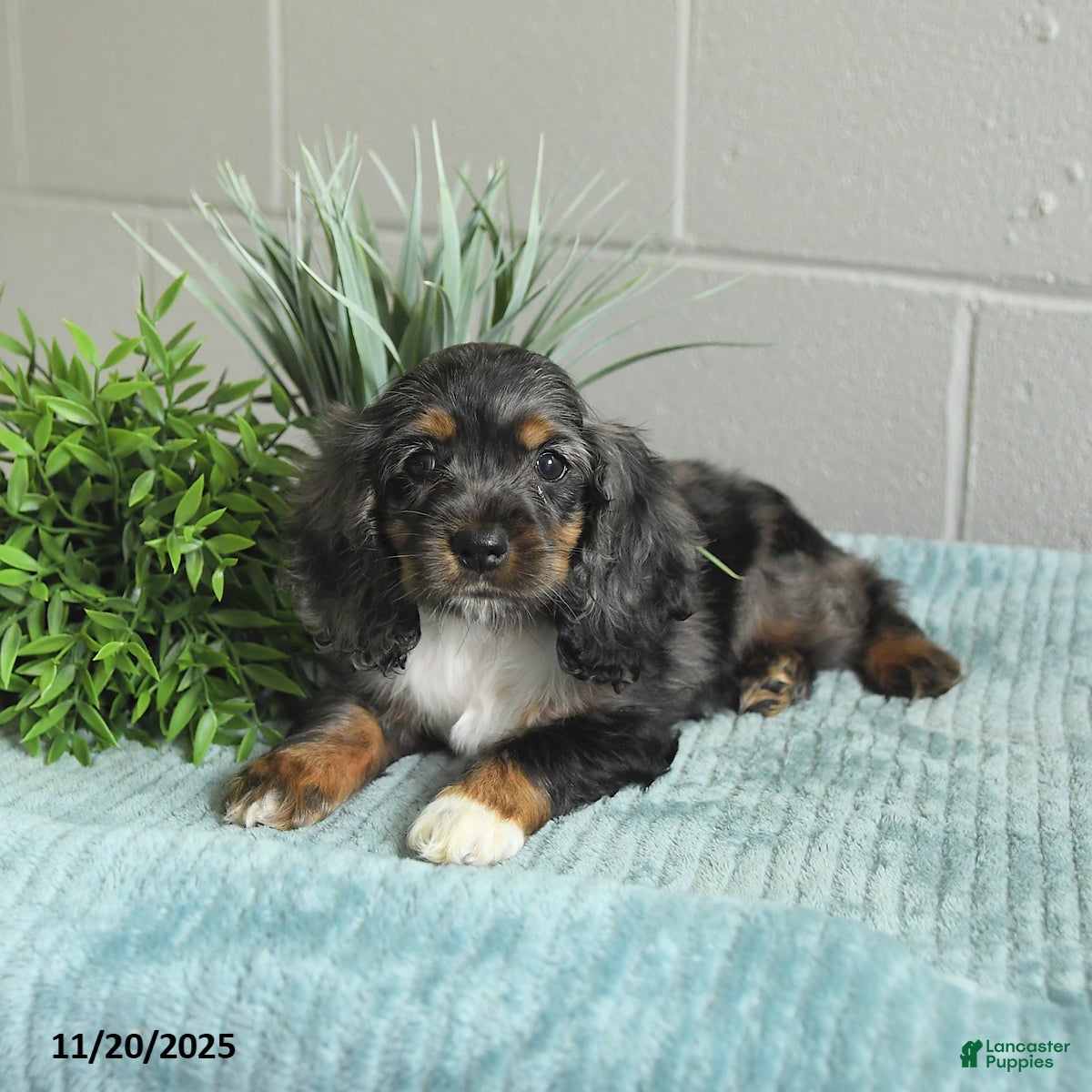 Cocker Spaniel dogs Diamond - Ad 18