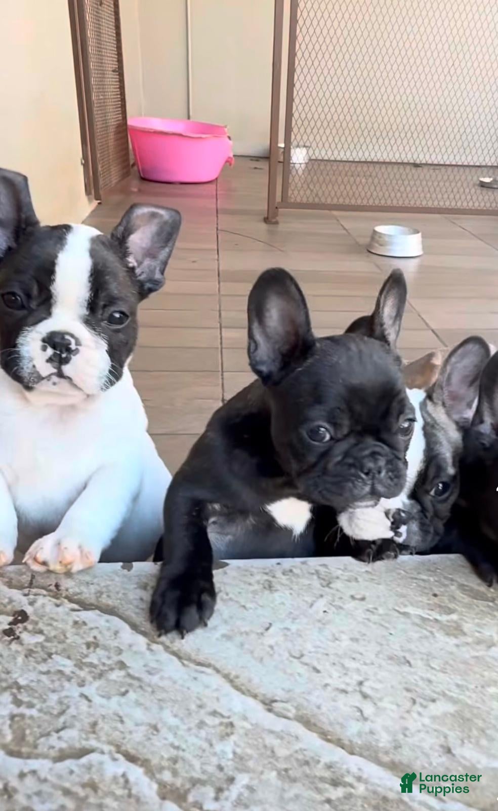 French Bulldog dogs French Bulldog Puppy 1 - Ad 27