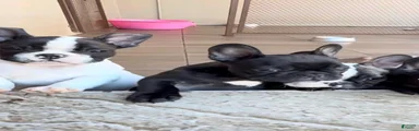 French Bulldog Puppy 1