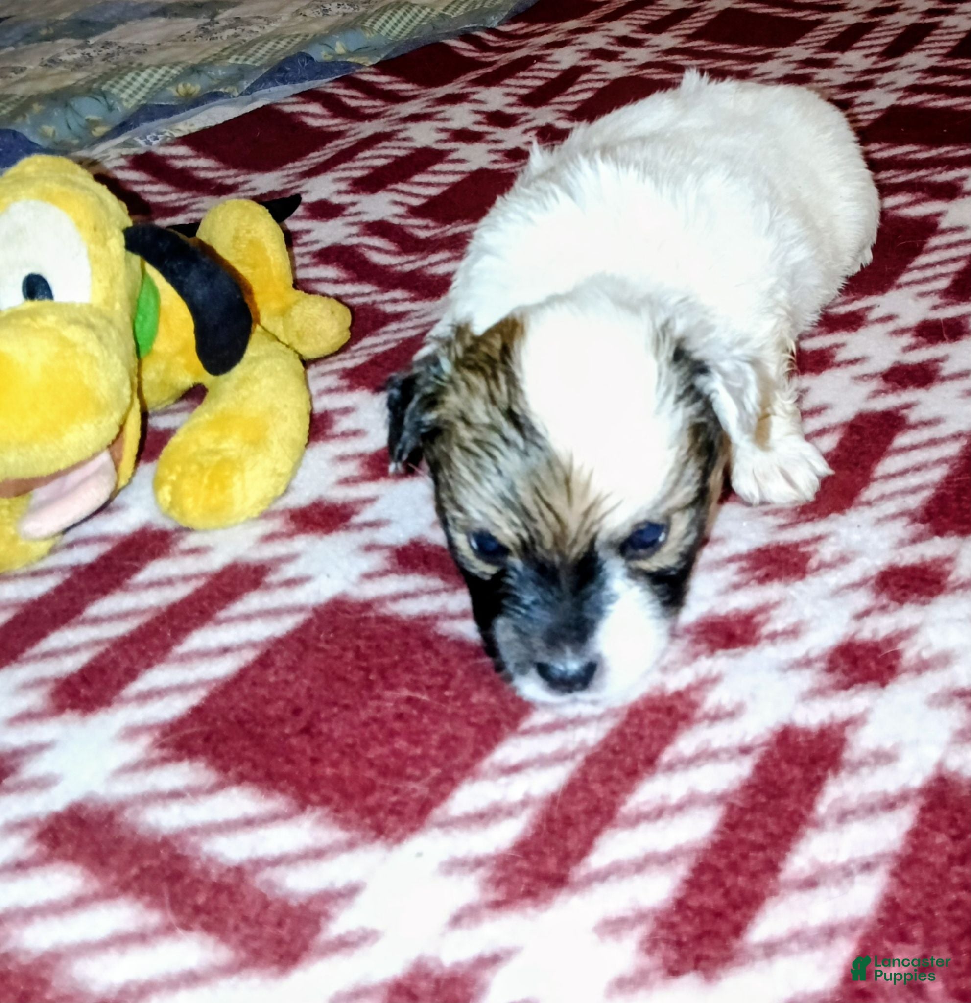 Mixed Breed dogs for sale: Betty - Ad 1
