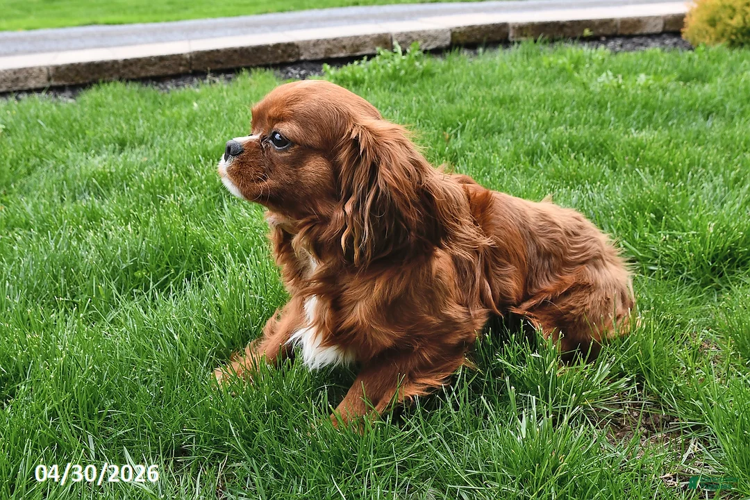 Cavalier King Charles Spaniel dogs for sale: Sophie - Ad 5