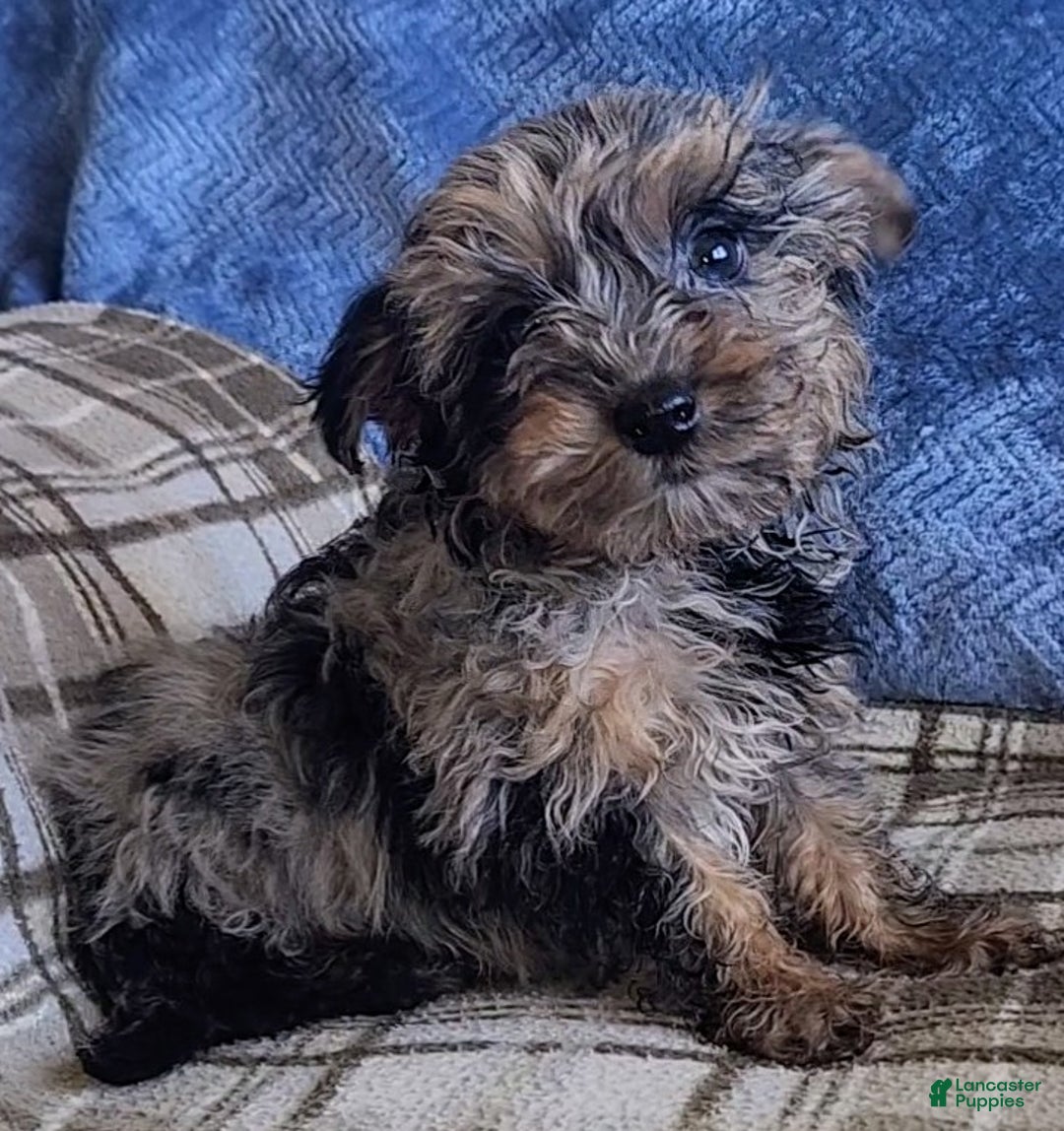 Yorkiepoo dogs for sale: Pixie - Ad 4