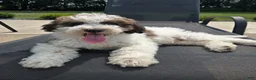 Labradoodle dogs for sale: Louie - Ad 7