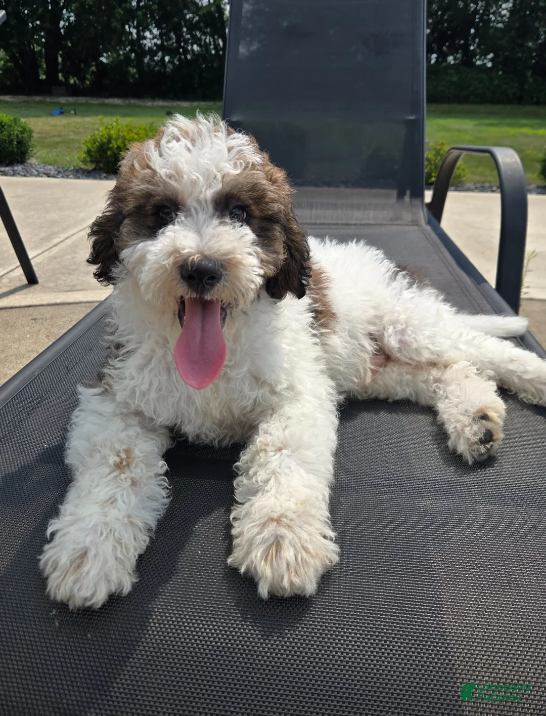 Labradoodle dogs for sale: Louie - Ad 7