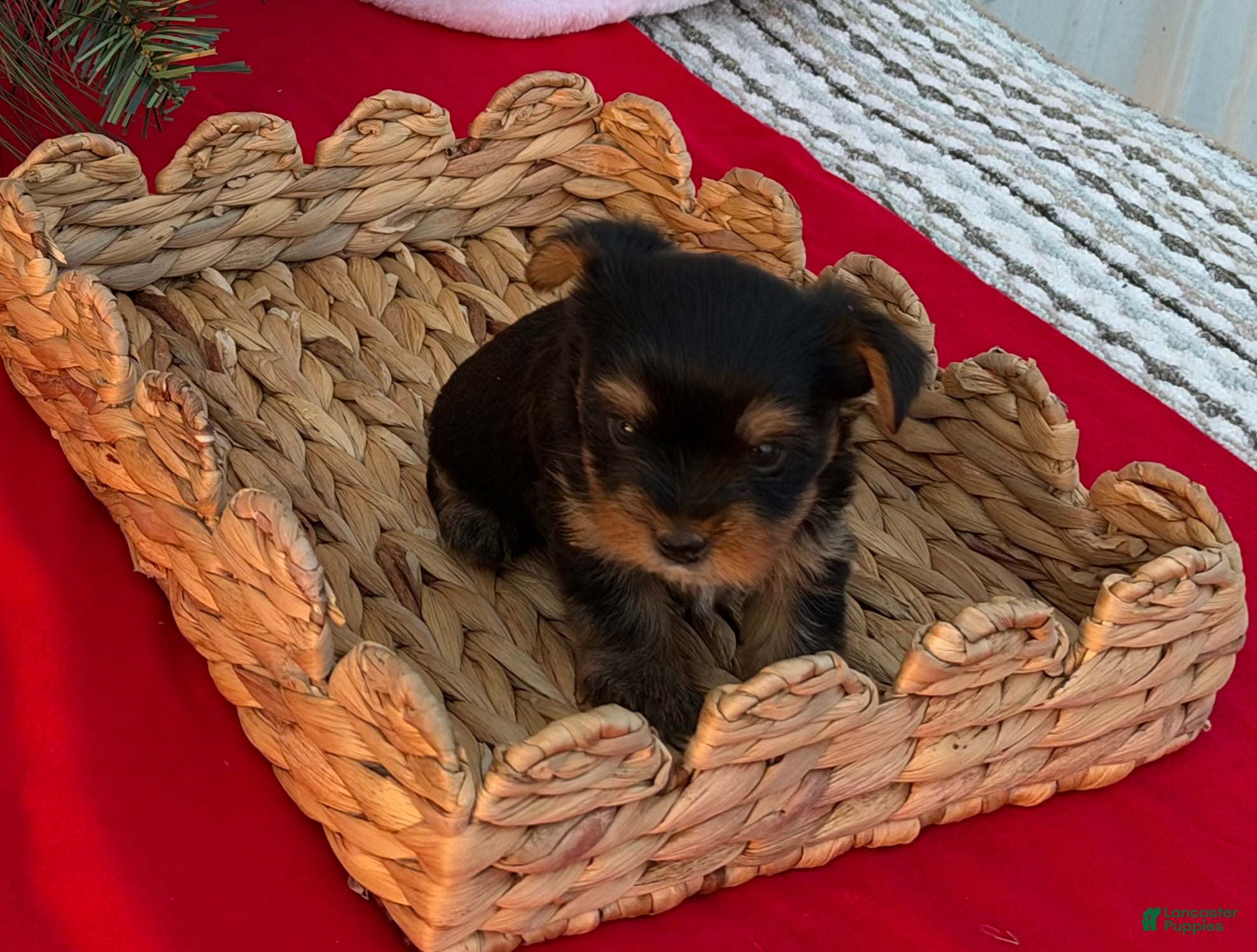 Yorkshire Terrier dogs for sale: Yorkshire Terrier 1 - Ad 13