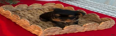 Yorkshire Terrier 1