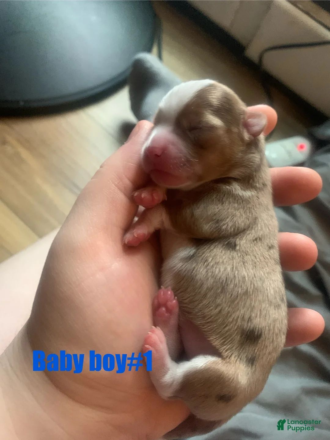 Chihuahua dogs for sale: Chihuahua Puppy 1 - Ad 1
