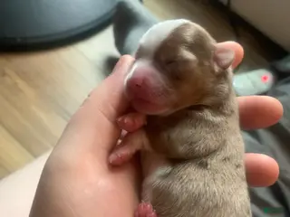 Chihuahua dogs Chihuahua Puppy 1 - Ad 8